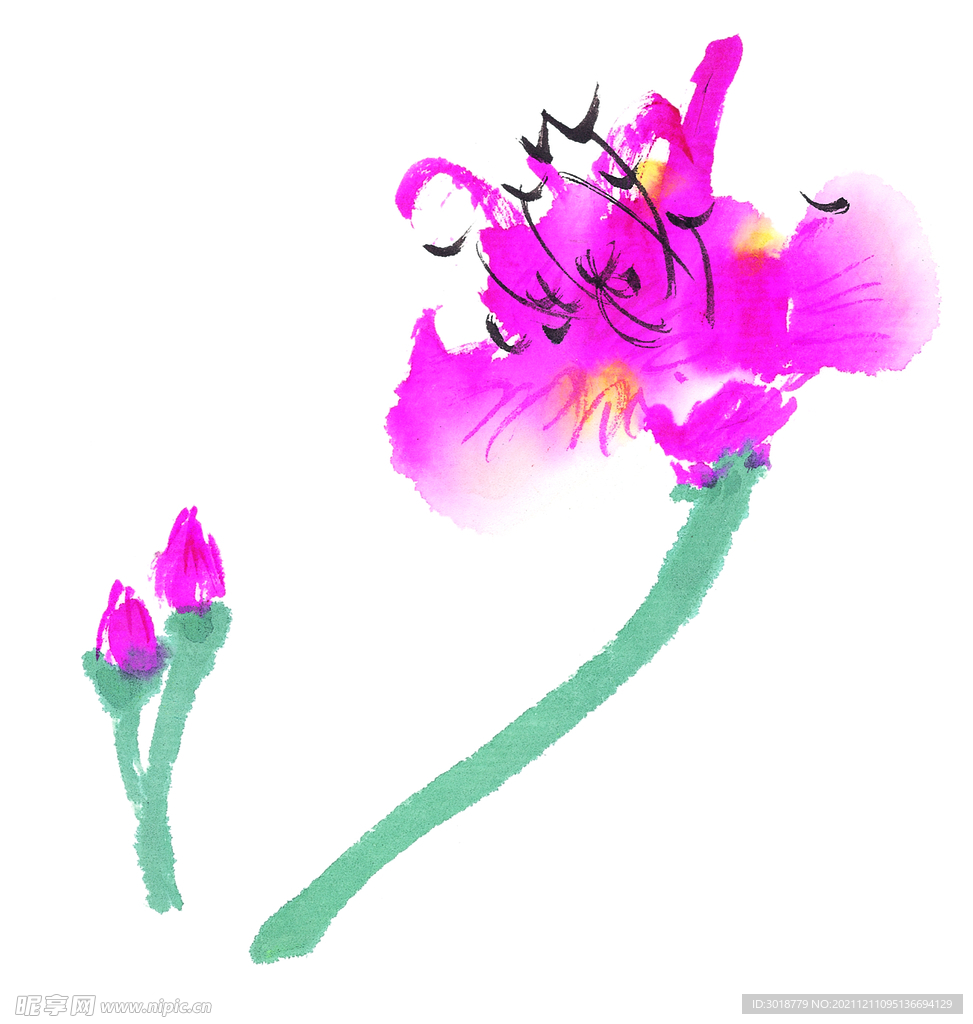 荷花