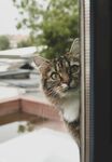 猫咪