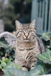 猫咪