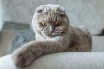 猫咪
