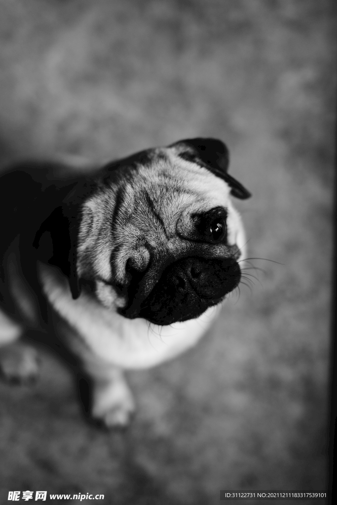 狗