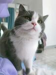 萌猫