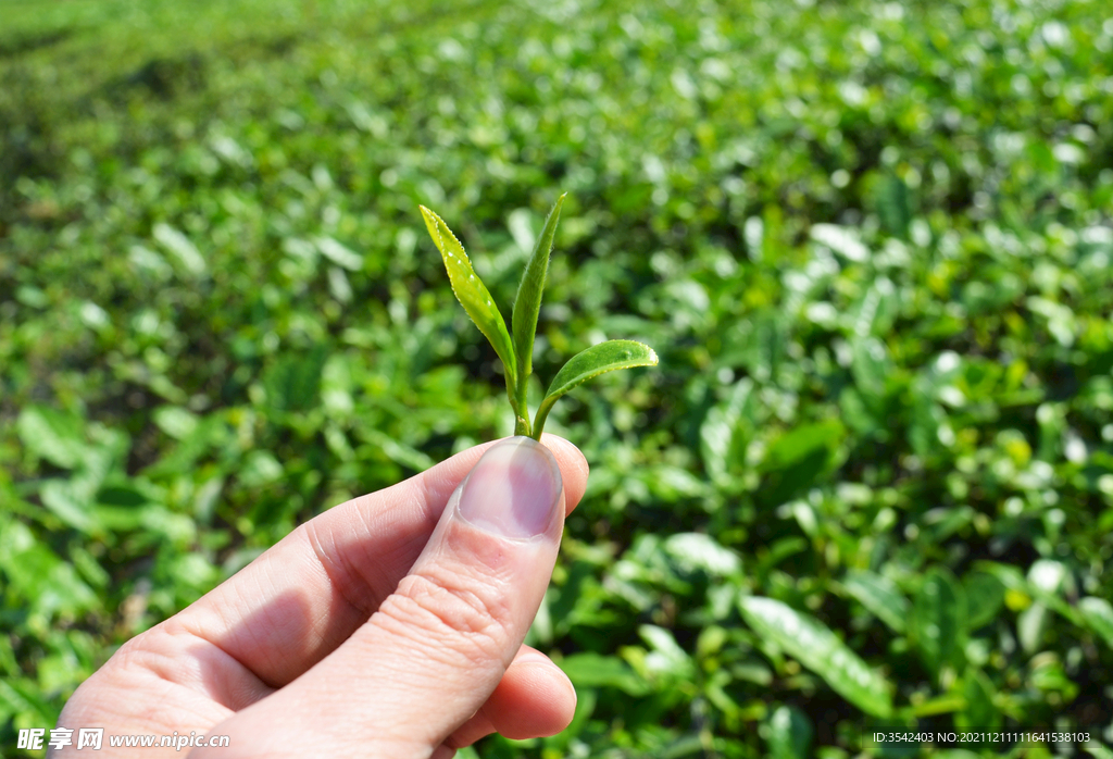 福鼎白茶茶芽