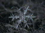 冬季 雪花 结晶 雪白色 下雪