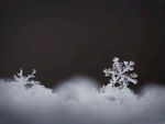 冬季 雪花 结晶 雪白色 下雪