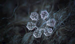 冬季 雪花 结晶 雪白色 下雪