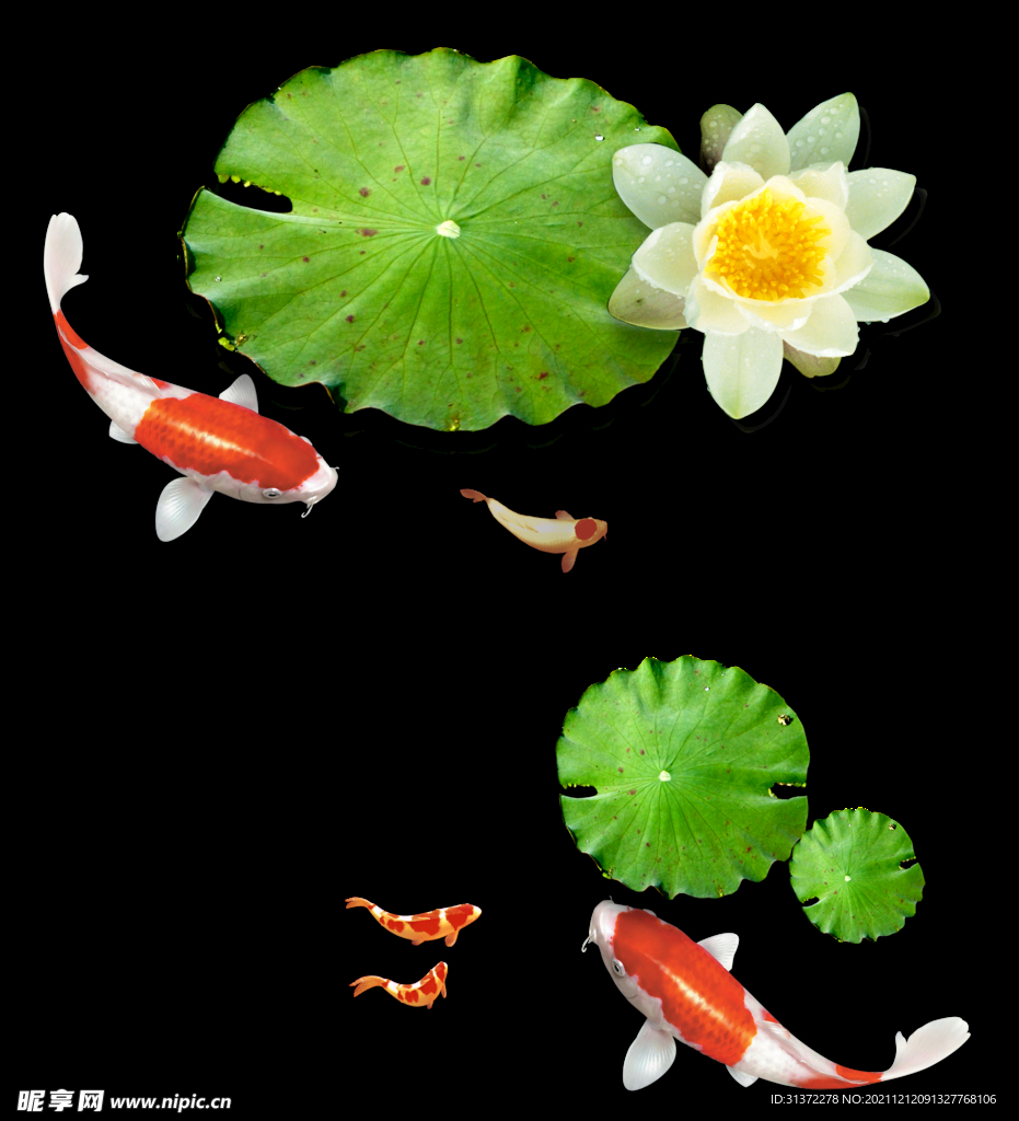  锦鲤元素图片