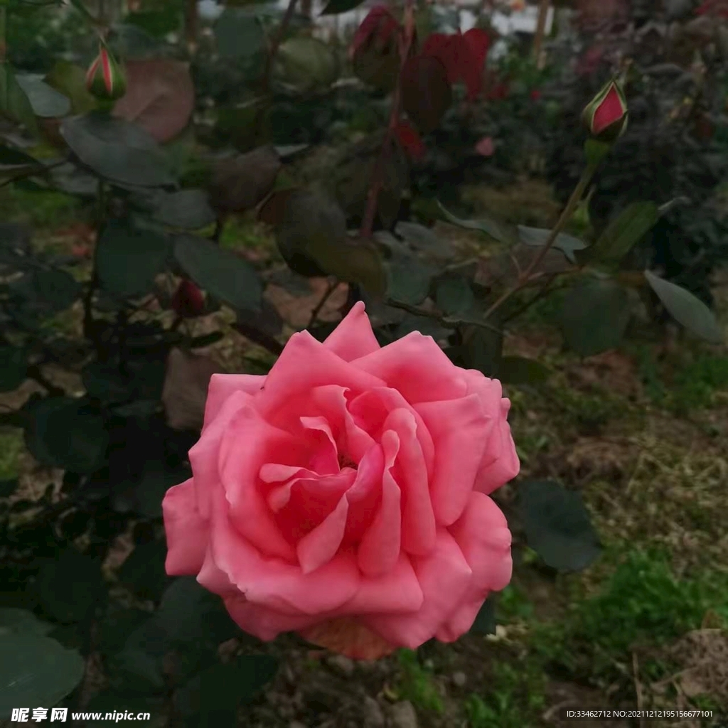 月季