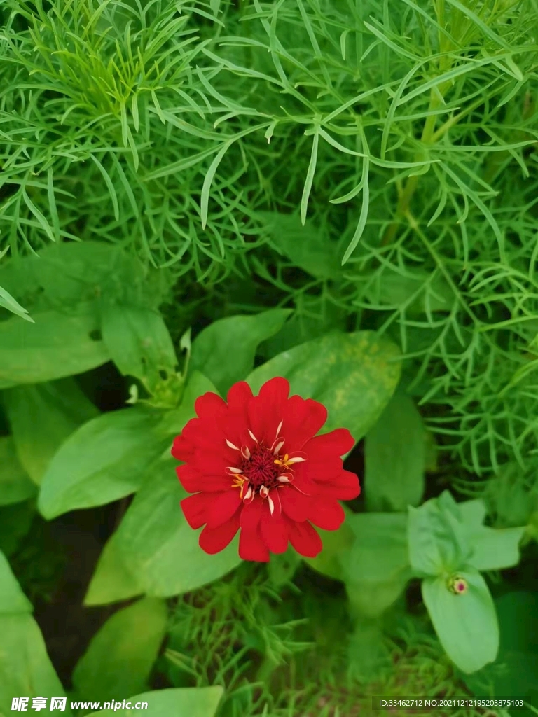  花