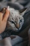宠物猫