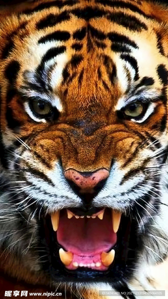 龇牙咧嘴的老虎