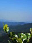 茶叶
