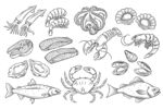 手绘海鲜食材速写插画