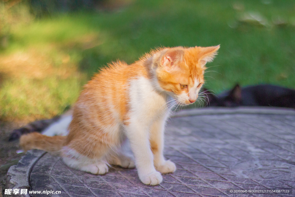 猫