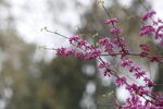 一枝红杏出墙来