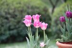 花开百合