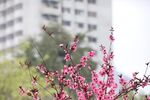 独秀花开