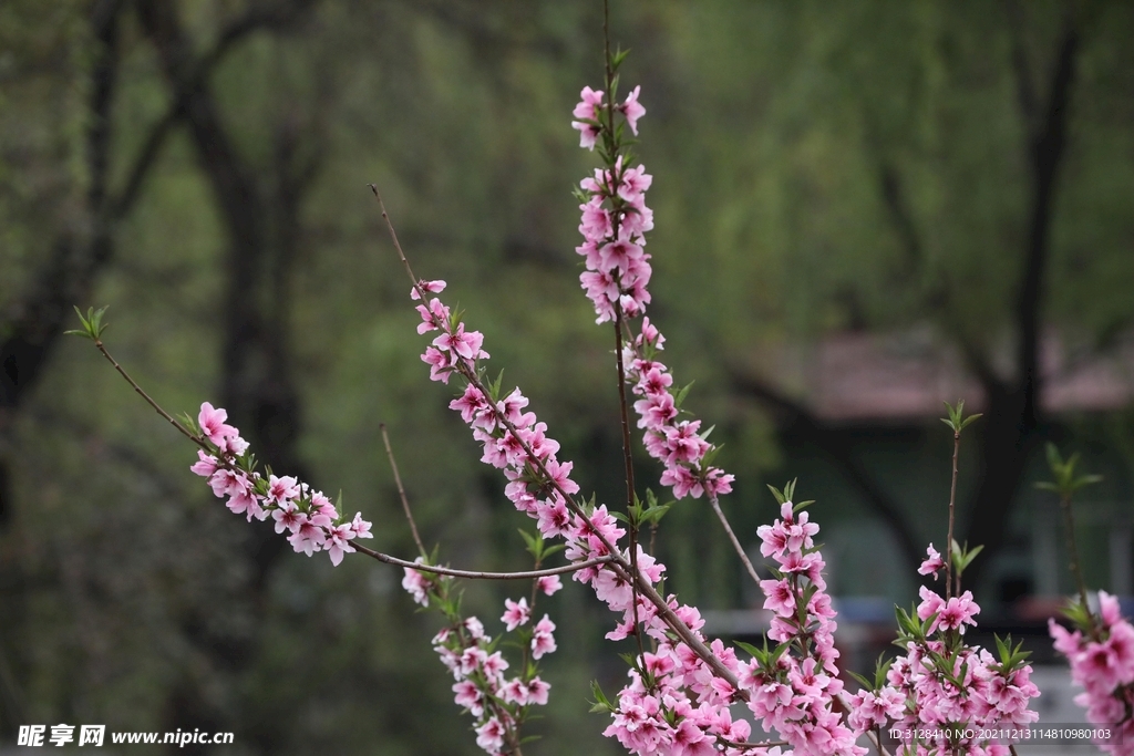 一束花