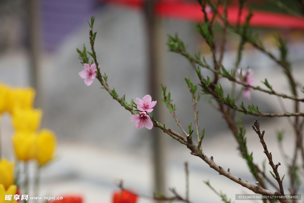 小粉花