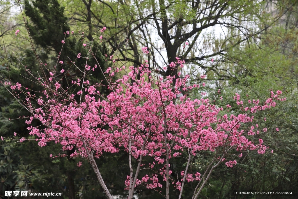 一树红花