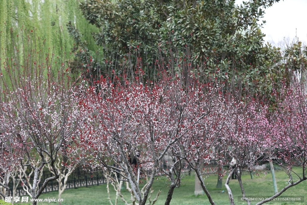 满树银花