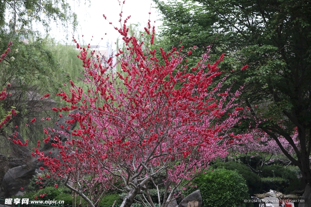 独树红花