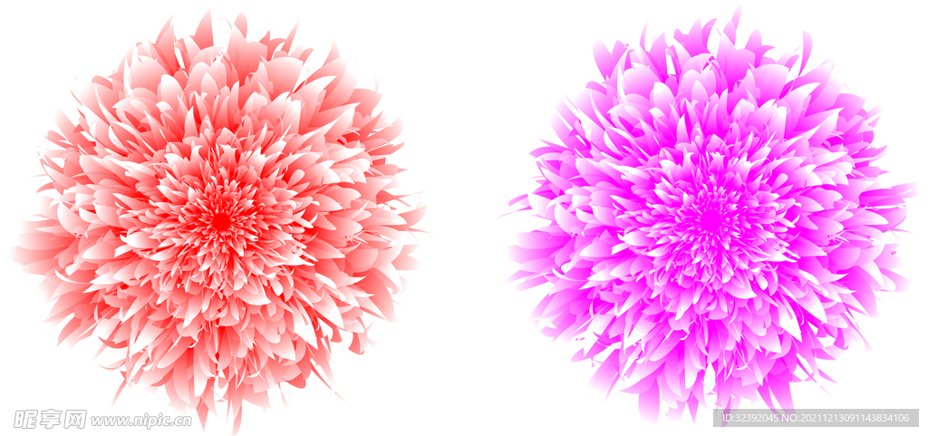 牡丹花