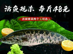 黑鱼餐饮宣传海报