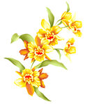花瓣