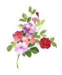 花瓣