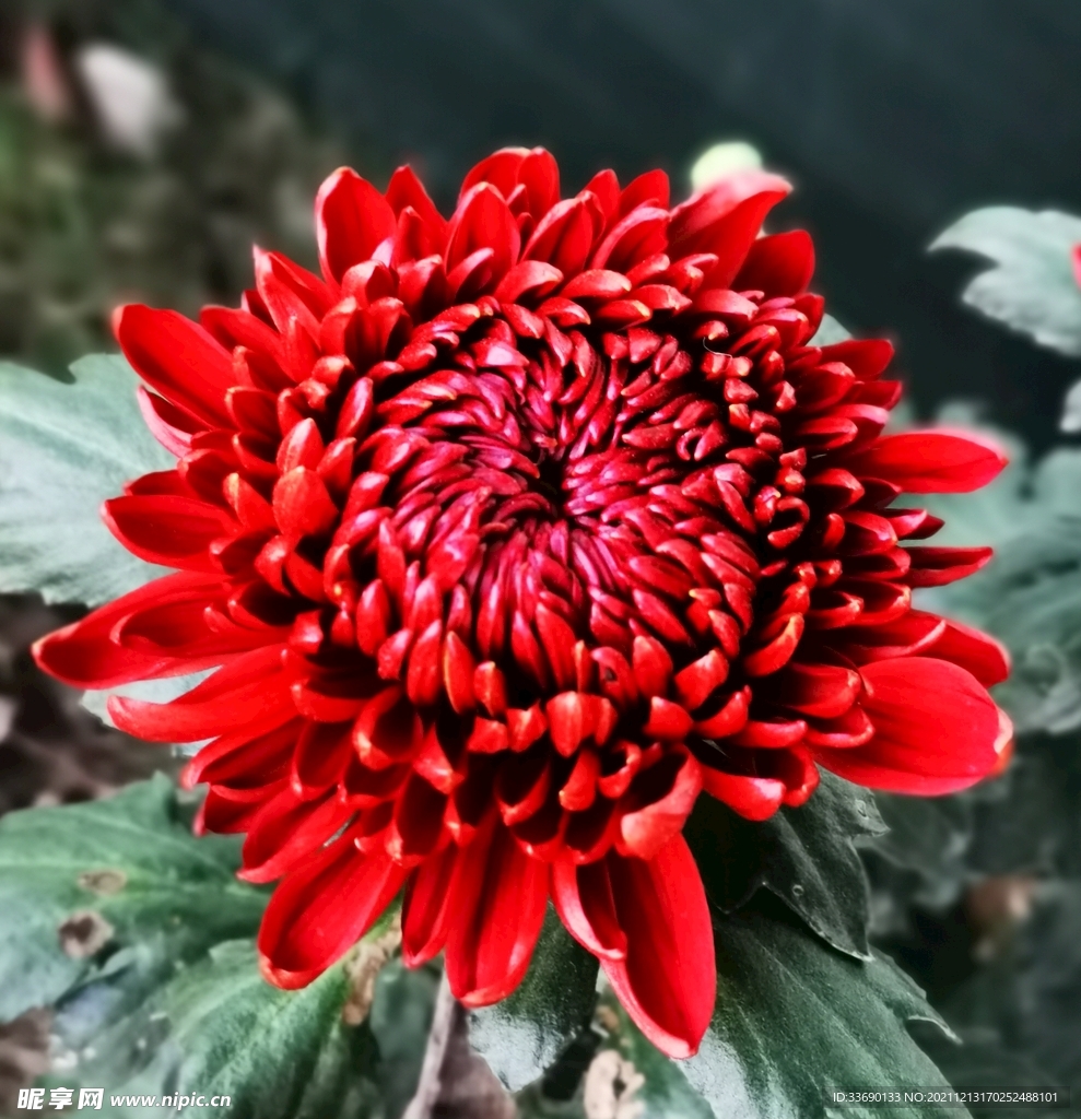 秋菊