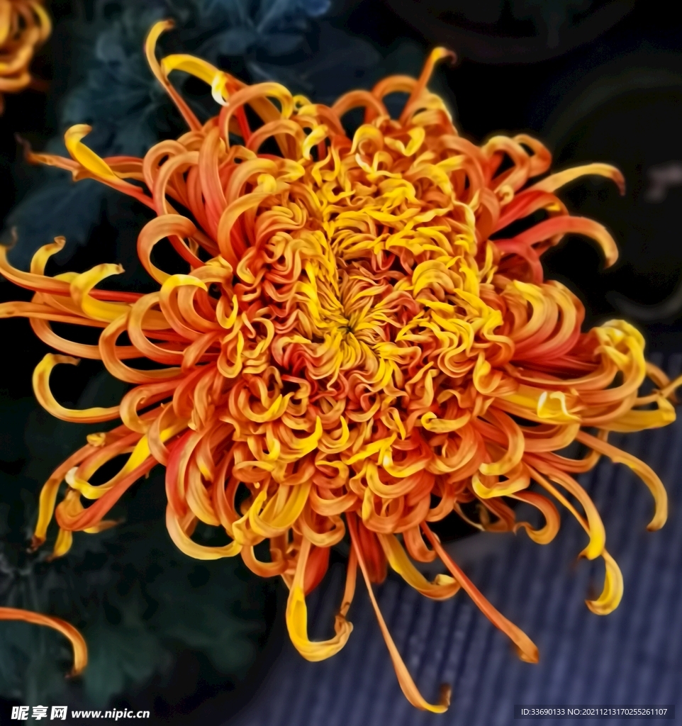 波斯菊