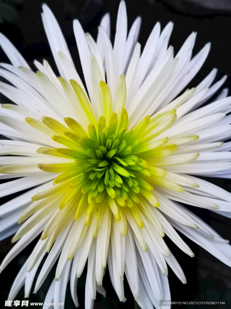 白菊