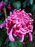 秋菊