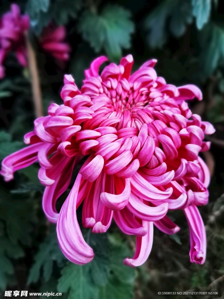 秋菊