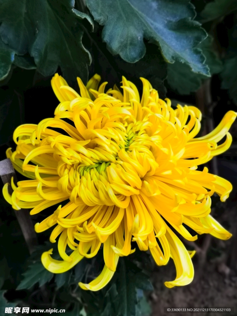 秋菊