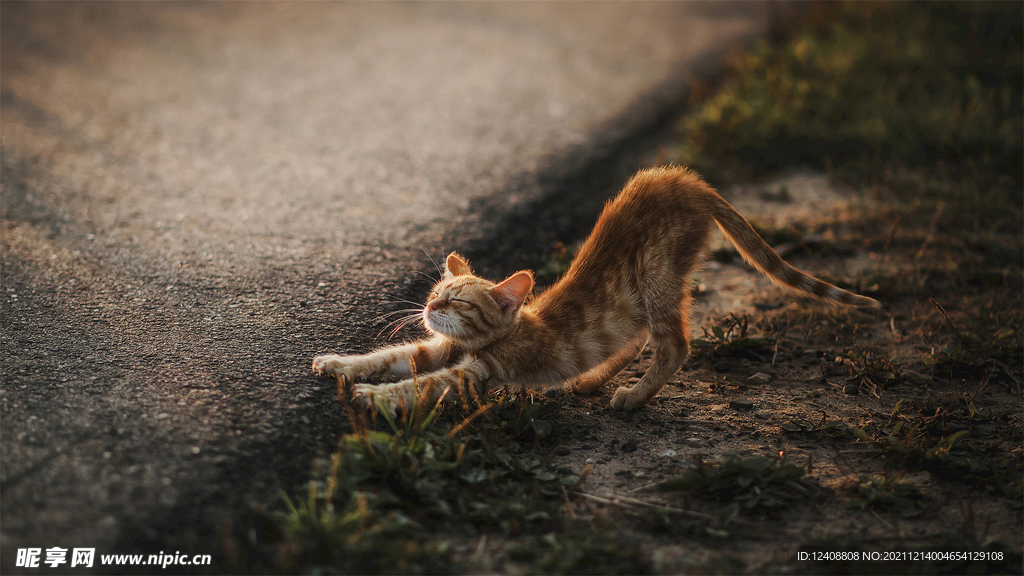 小猫