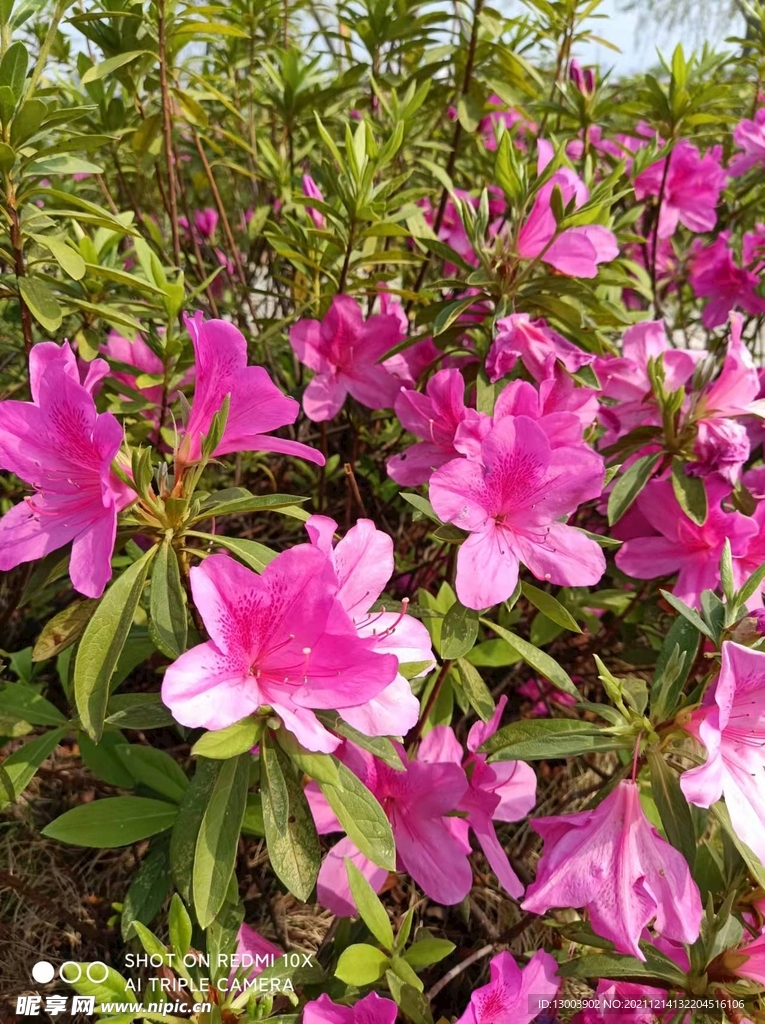杜鹃花