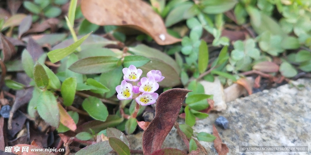 蓼子花草