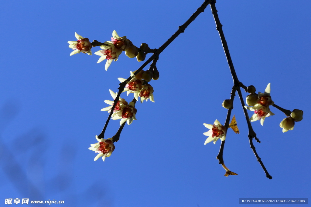 蜡梅花