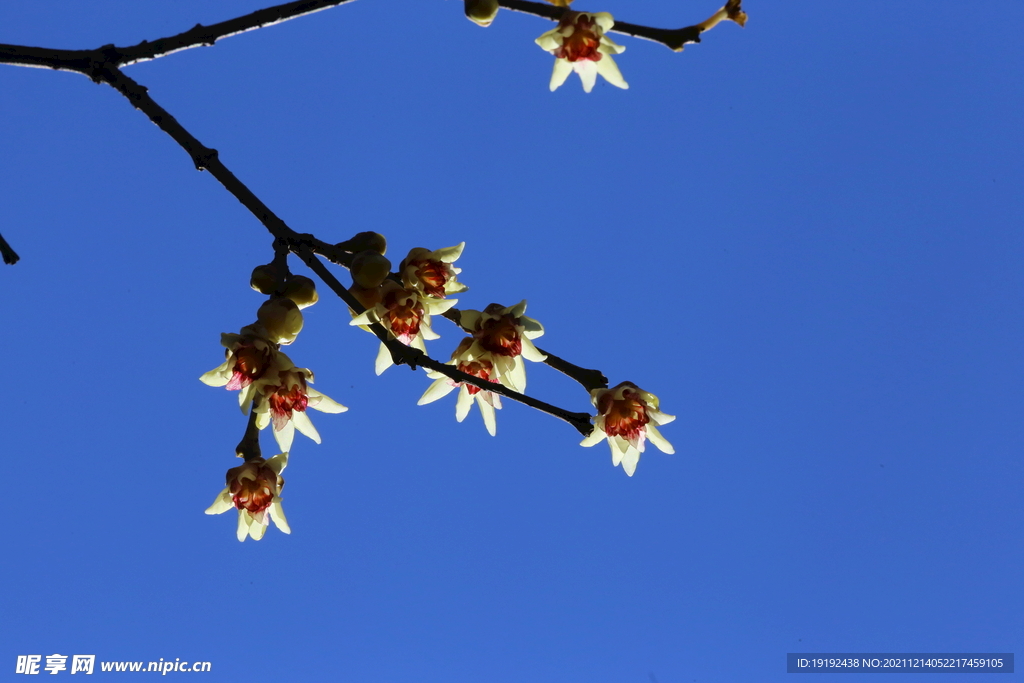 蜡梅花