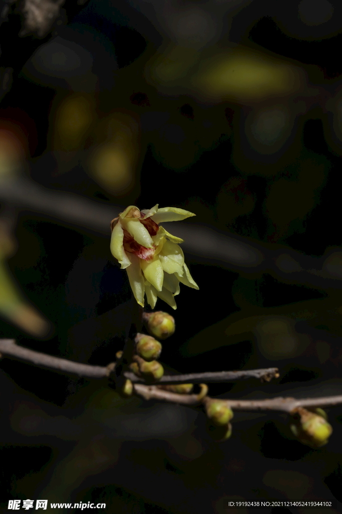 蜡梅花 