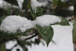 雪