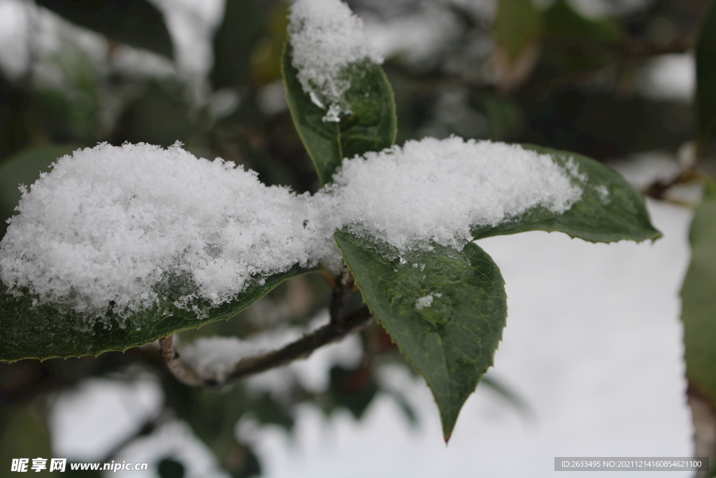 雪