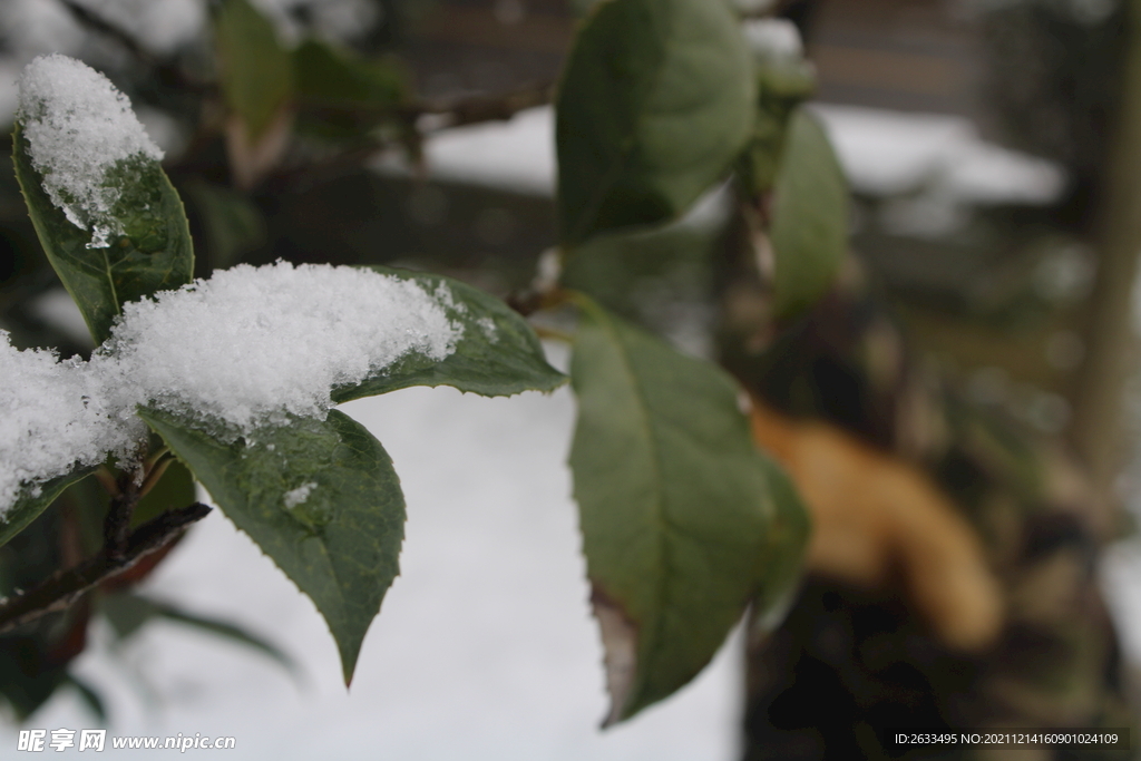 冬天的雪 植物和大雪 厚雪