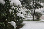 冬天的雪 植物和大雪