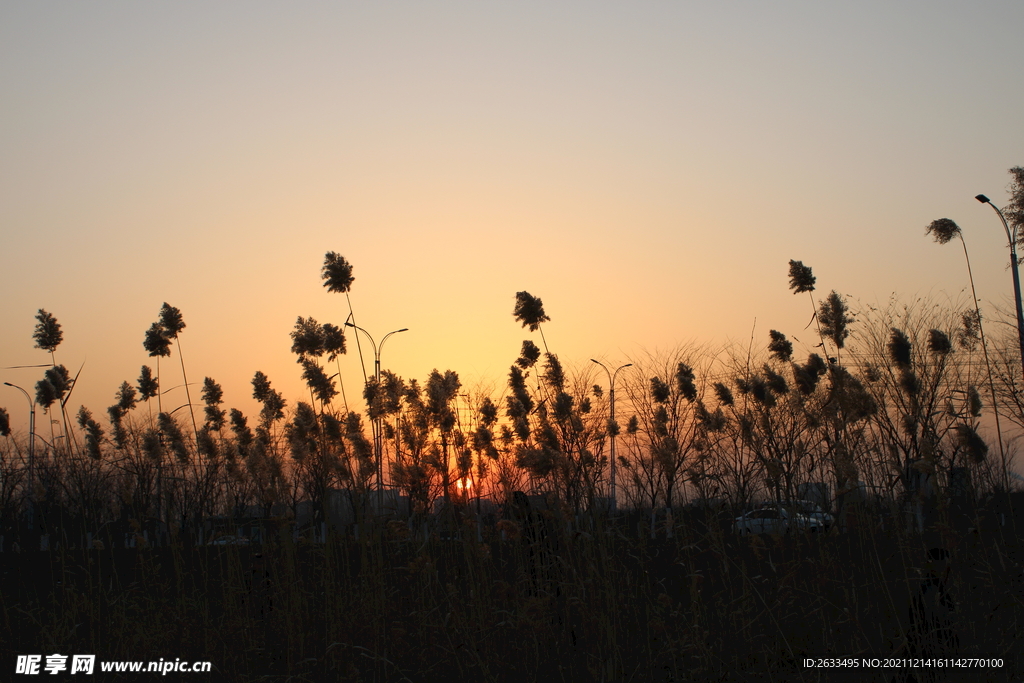 夕阳下的芦苇