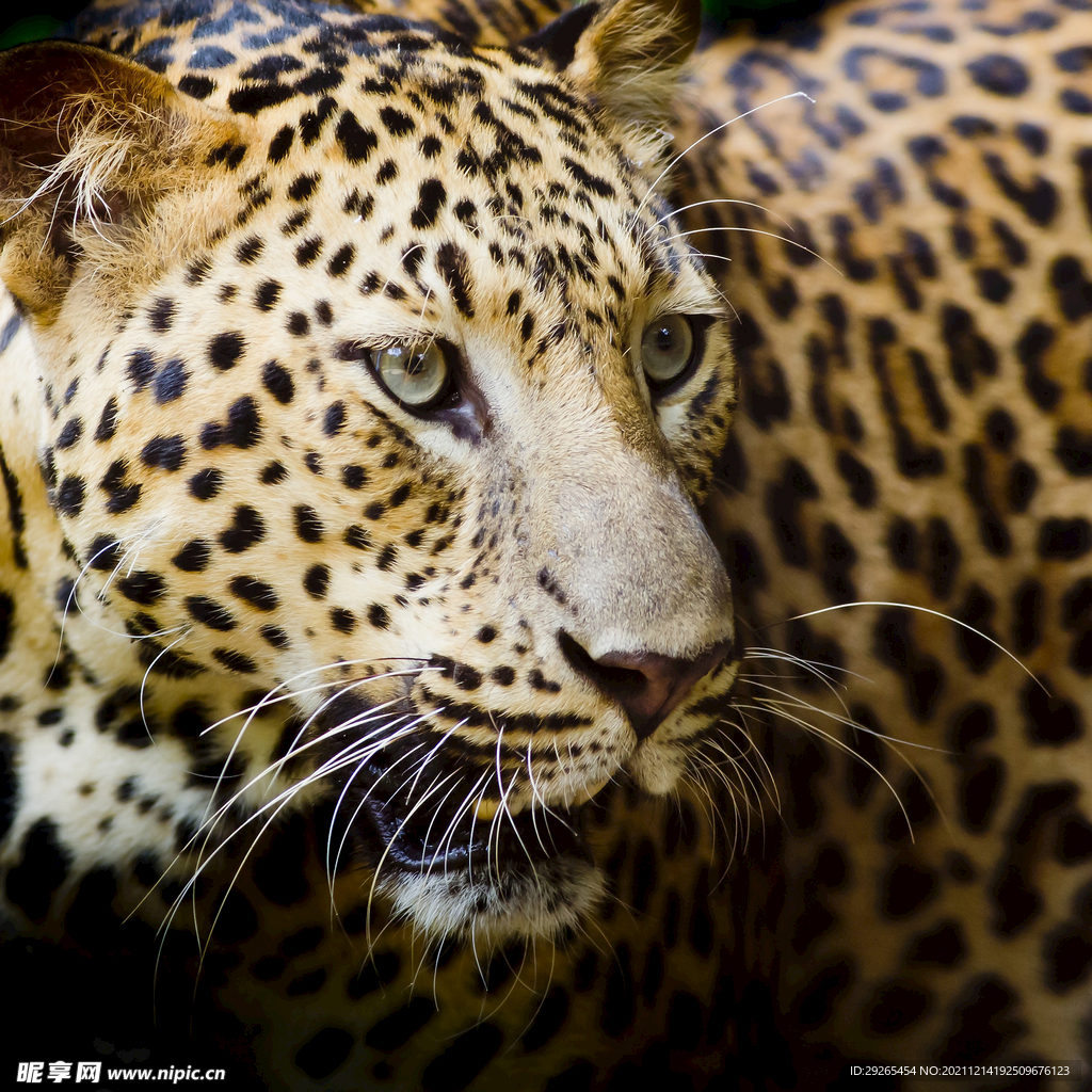 豹子，Panthera pardus，站着，侧视图，摄影棚拍摄照片摄影图片_ID:170453266-Veer图库