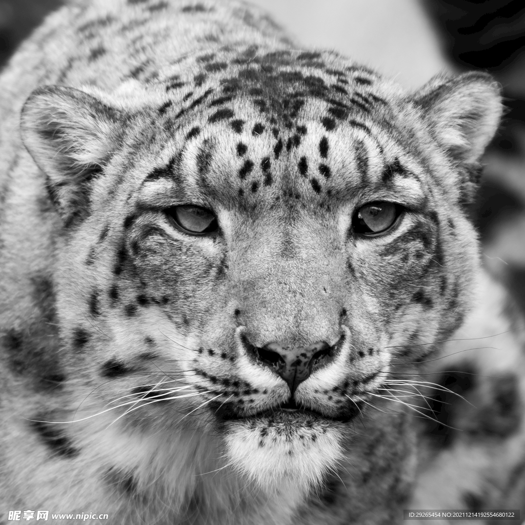 下载手机图片:动物, 豹子，免费28560。