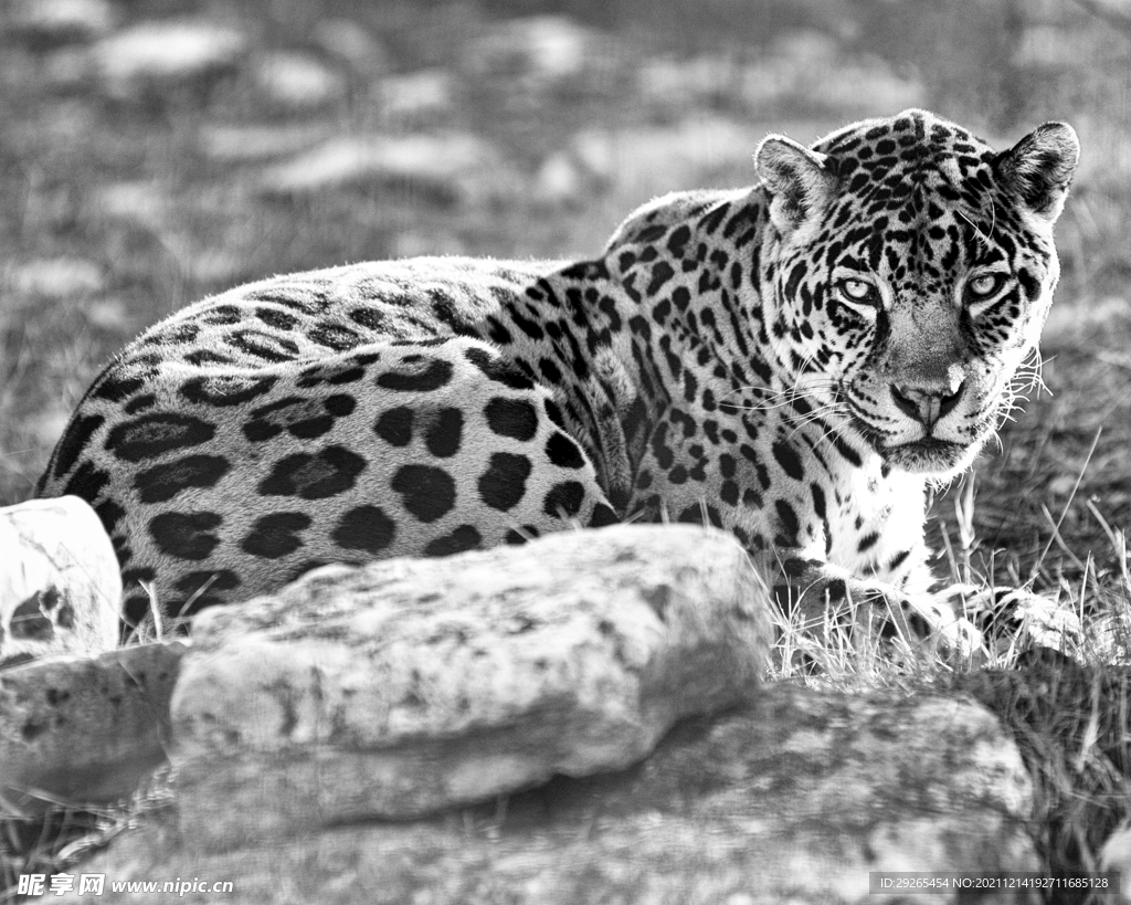 Leopard Portrait On Dark Background Photo libre de droits 126012617 : Shutterstock